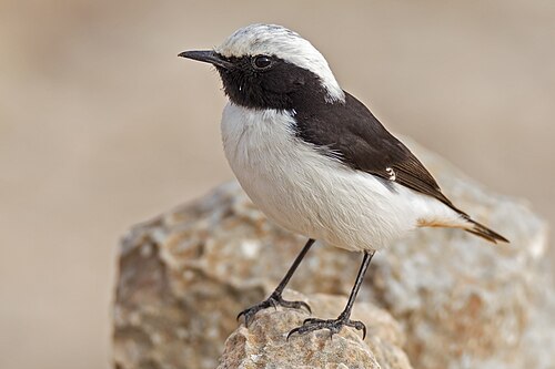 Mourning Wheatear (Oenanthe lugens)