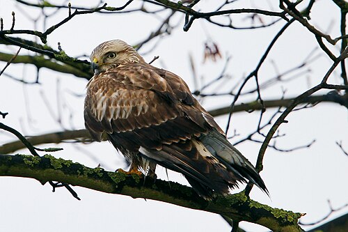 Rough-Legged Hawk (Buteo lagopus)