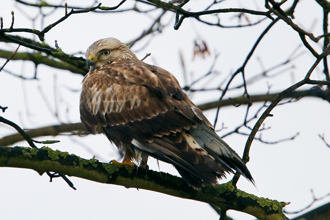 Ruigpootbuizerd (Buteo lagopus)