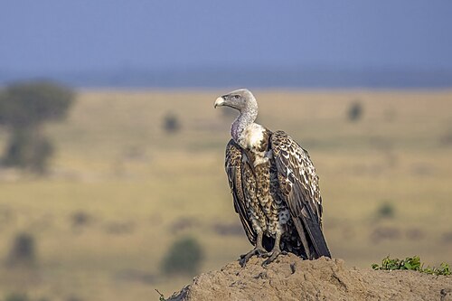 Rueppell's Griffon (Gyps rueppelli)