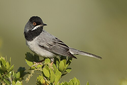 Rüppell's Warbler (Curruca ruppeli)