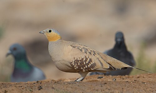 Spotted Sandgrouse (Pterocles senegallus)