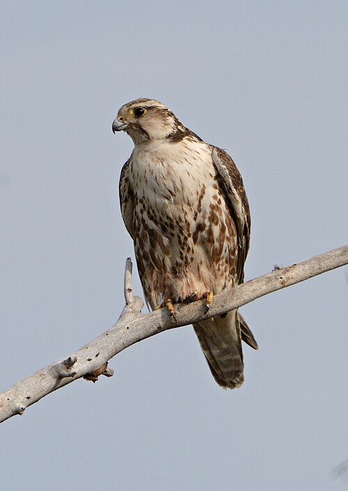 Saker Falcon (Falco cherrug)