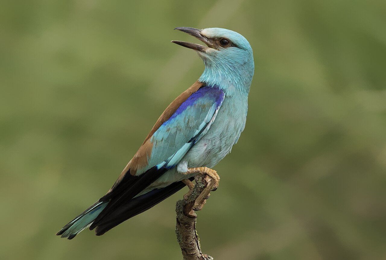 Scharrelaar (Coracias garrulus)