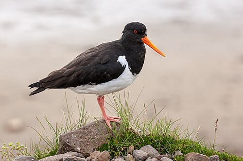 Eurasian Oystercatcher (Haematopus ostralegus)