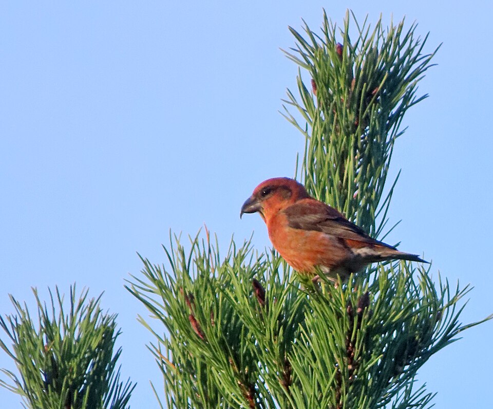 Scottish Crossbill (Loxia scotica)