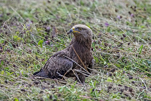 Lesser Spotted Eagle (Clanga pomarina)