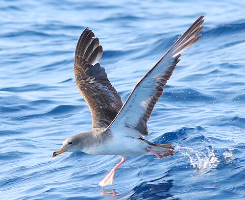Scopoli's Shearwater (Calonectris diomedea)