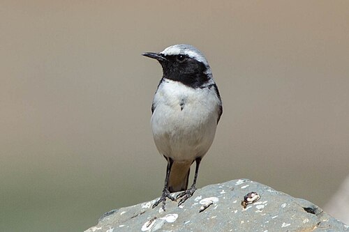 Seebohm's Wheatear (Oenanthe seebohmi)