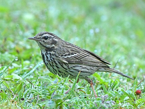 Olive-Backed Pipit (Anthus hodgsoni)