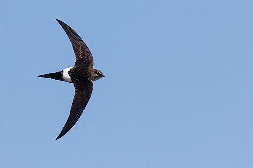 Pacific Swift (Apus pacificus)