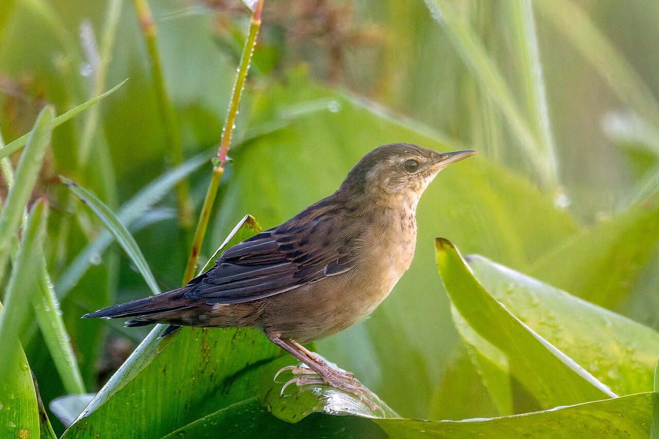 Buscarla de Pallas (Helopsaltes certhiola)