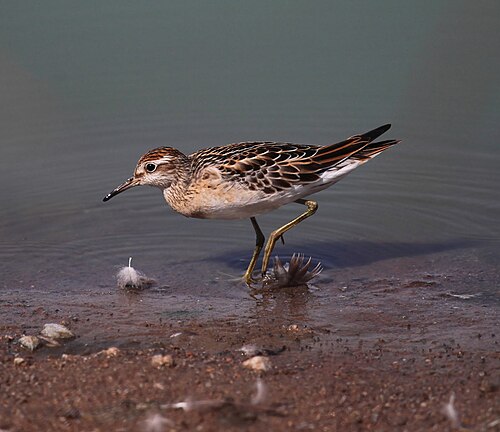 Sharp-Tailed Sandpiper (Calidris acuminata)
