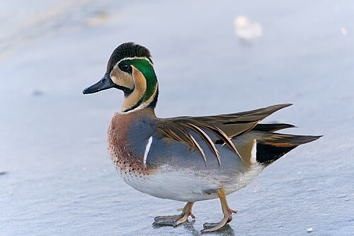 Baikal Teal (Sibirionetta formosa)