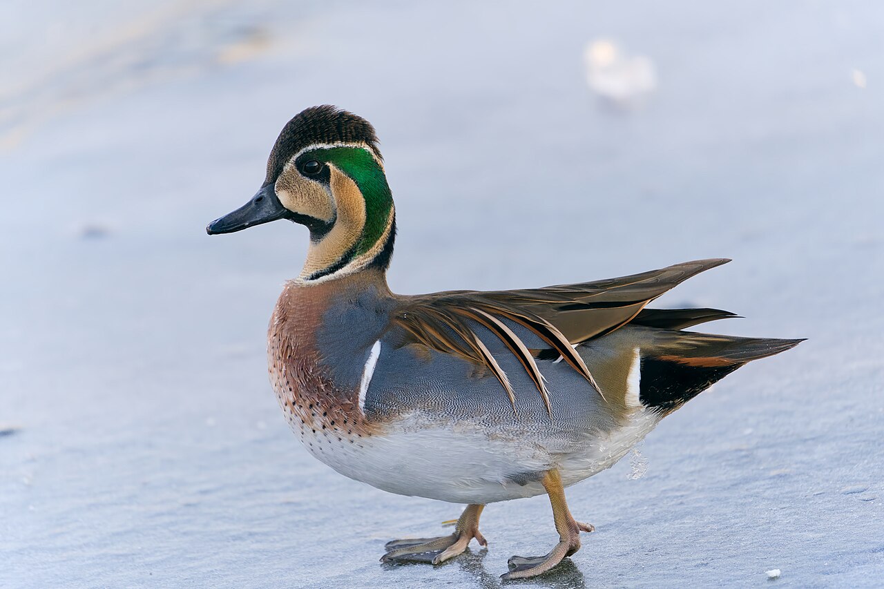 Cerceta del Baikal (Sibirionetta formosa)