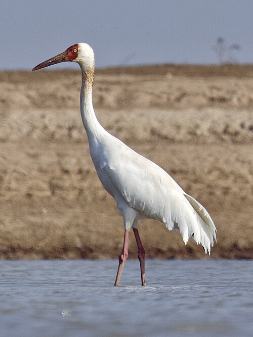 Siberian Crane (Leucogeranus leucogeranus)