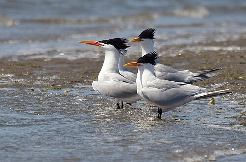 Elegant Tern (Thalasseus elegans)