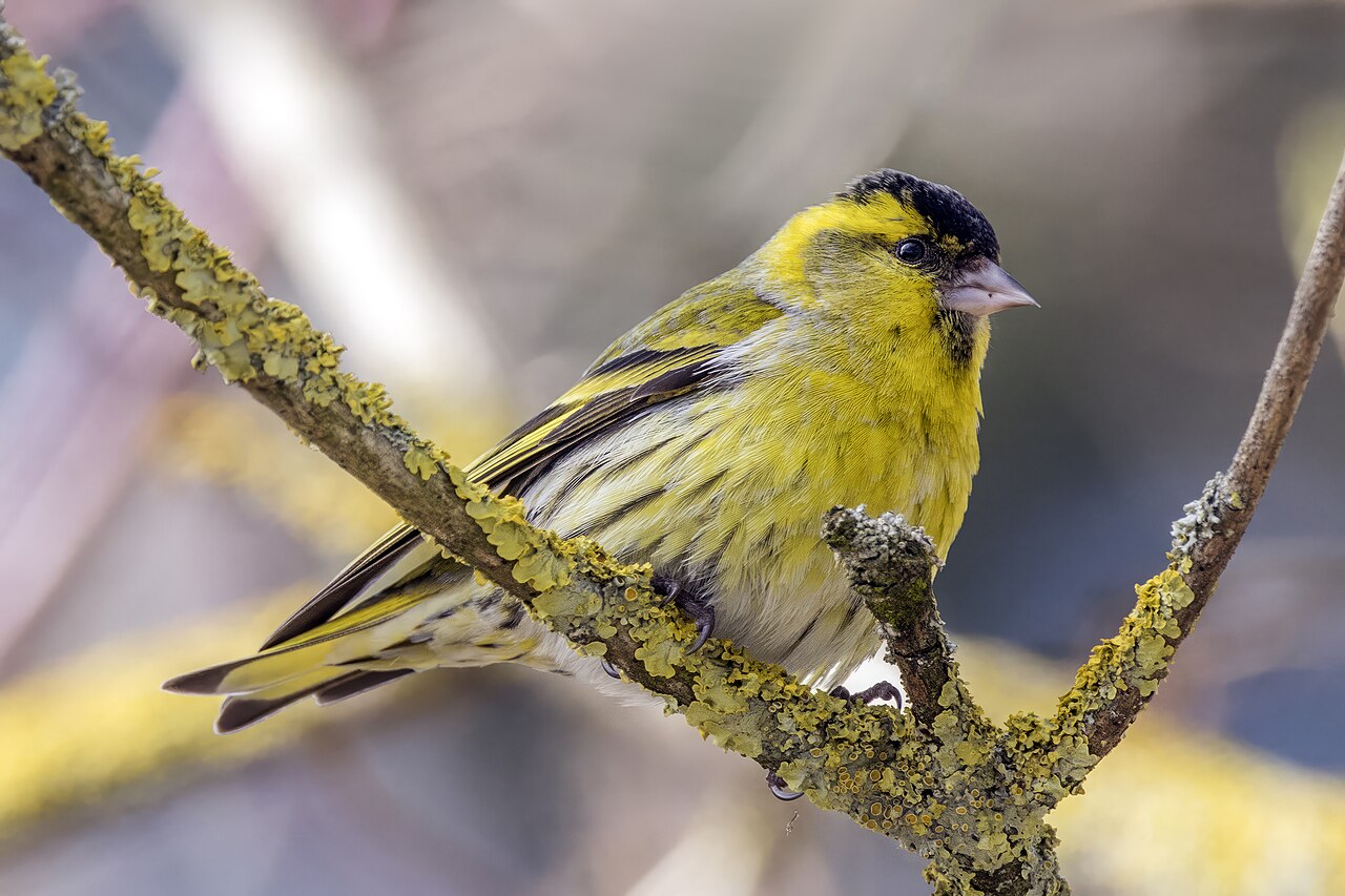 Sijs (Spinus spinus)