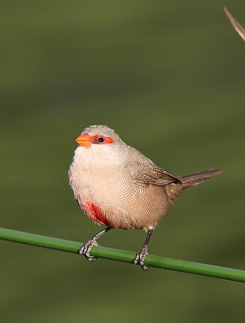 Common Waxbill (Estrilda astrild)