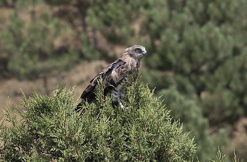 Short-Toed Snake-Eagle (Circaetus gallicus)