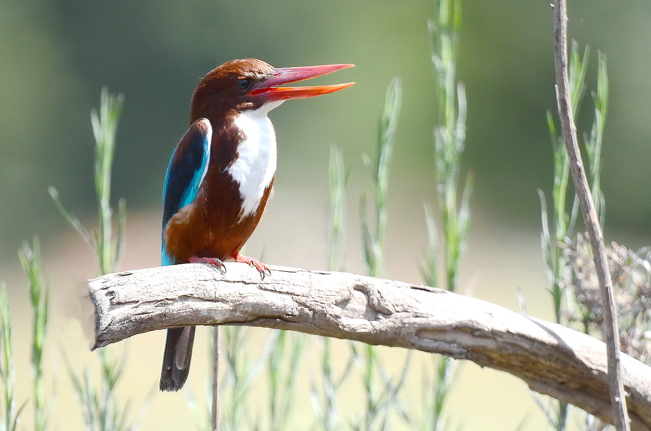 White-Throated Kingfisher (Halcyon smyrnensis)