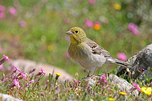 Cinereous Bunting (Emberiza cineracea)