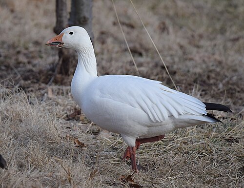 Snow Goose (Anser caerulescens)