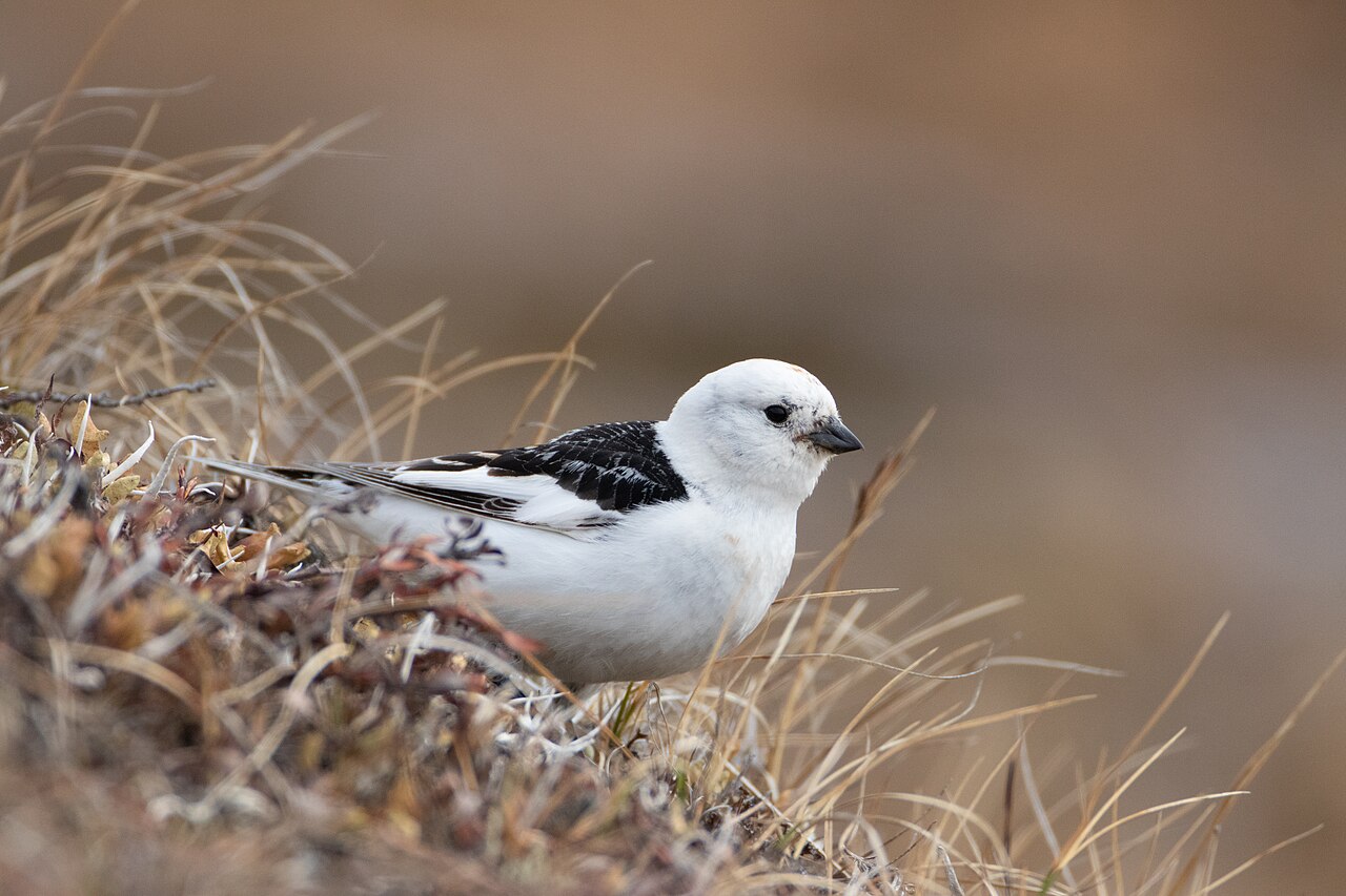 Escribano nival (Plectrophenax nivalis)