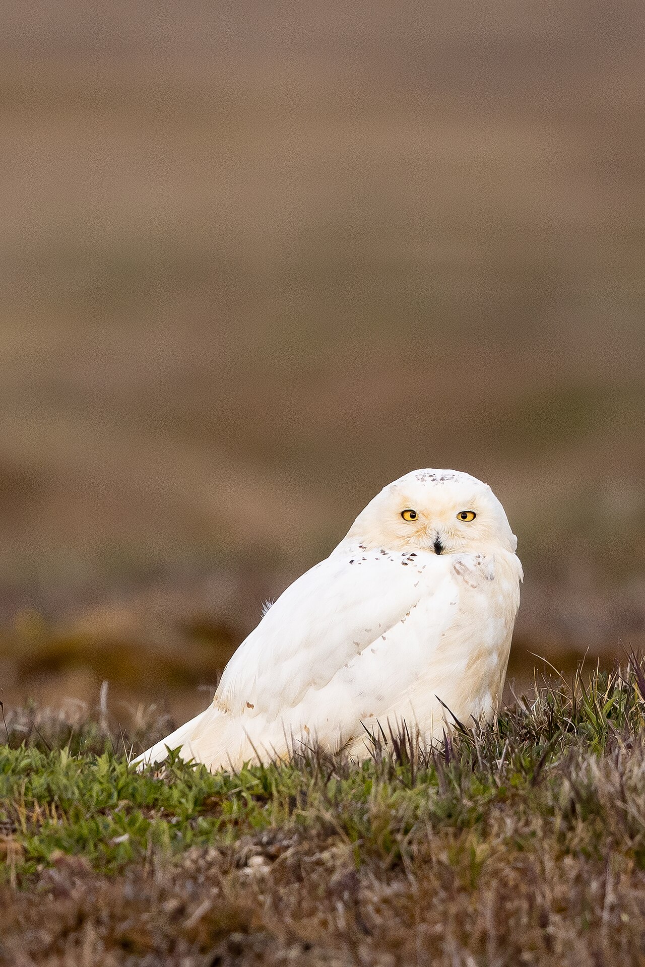 Búho nival (Bubo scandiacus)