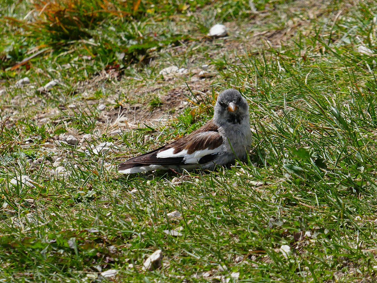 White-Winged Snowfinch (Montifringilla nivalis)