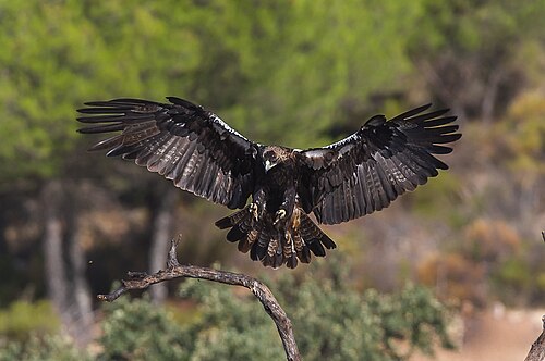 Spanish Eagle (Aquila adalberti)