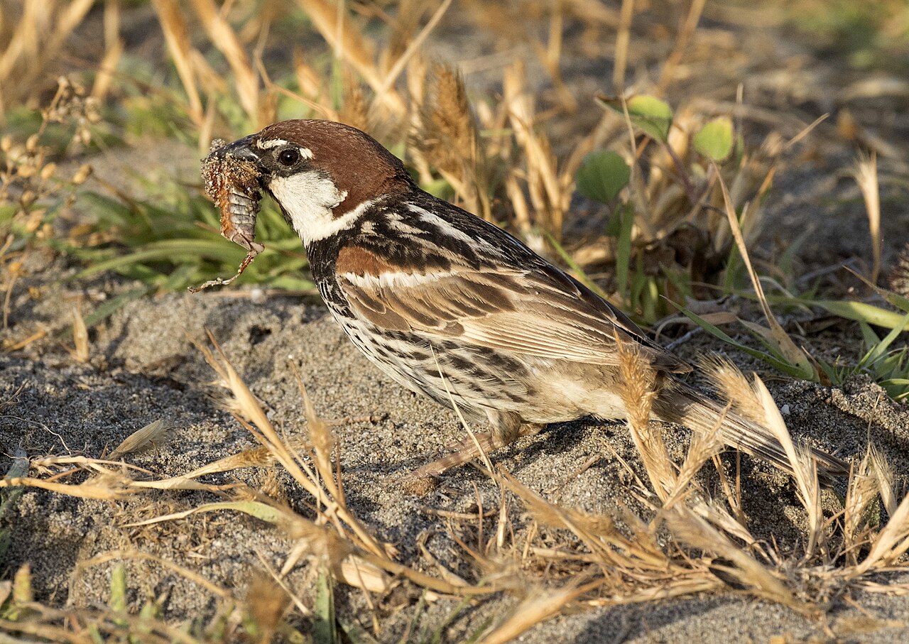 Spanish Sparrow (Passer hispaniolensis)