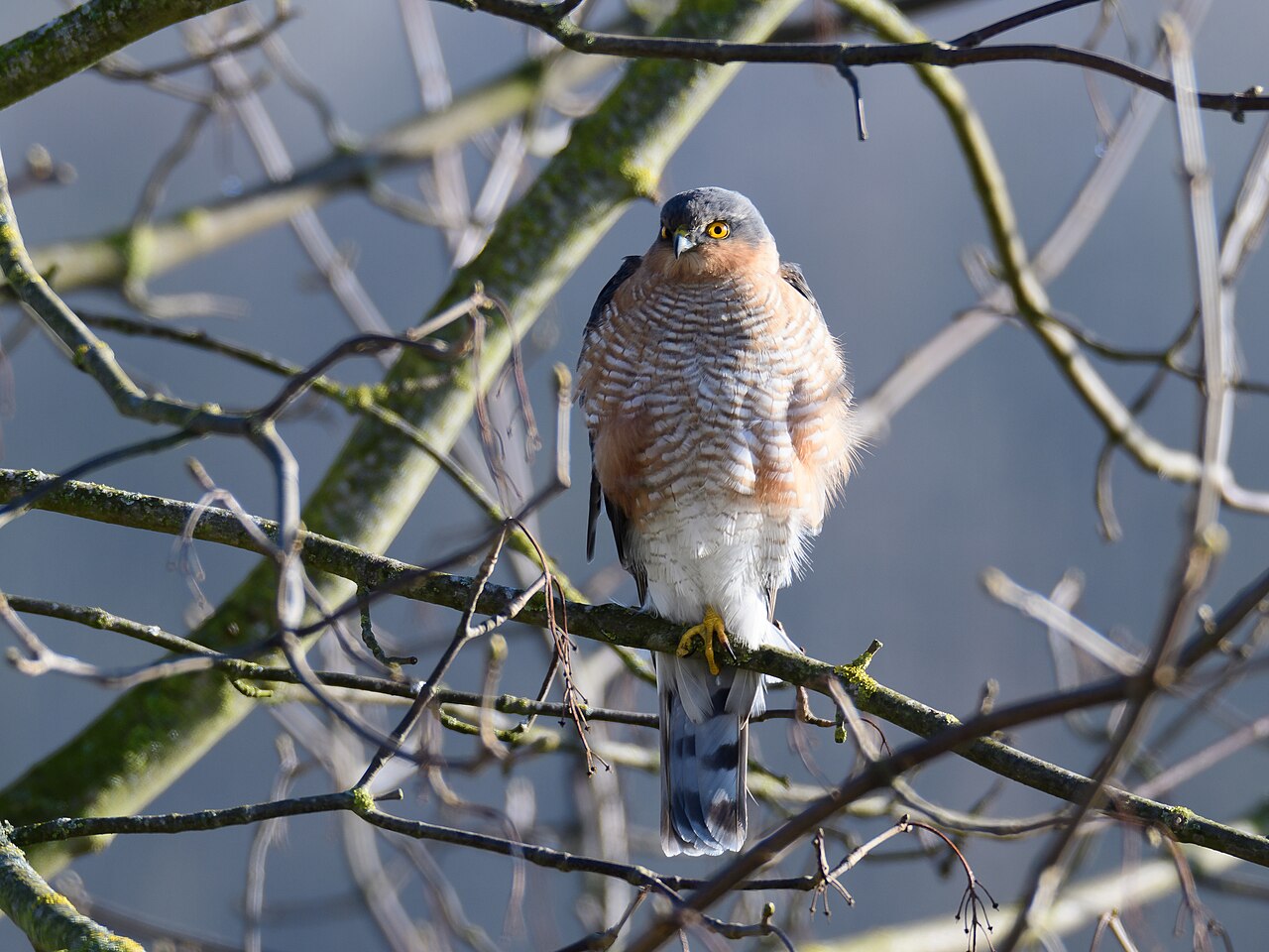 Eurasian Sparrowhawk (Accipiter nisus)
