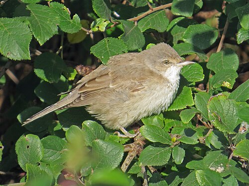 Barred Warbler (Curruca nisoria)