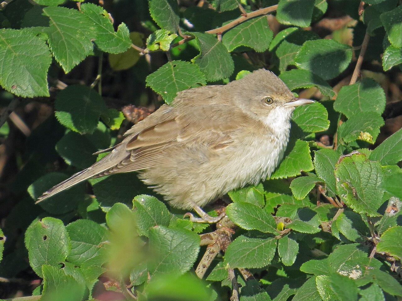 Sperwergrasmus (Curruca nisoria)