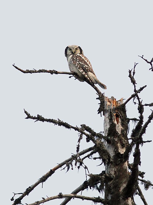 Northern Hawk Owl (Surnia ulula)