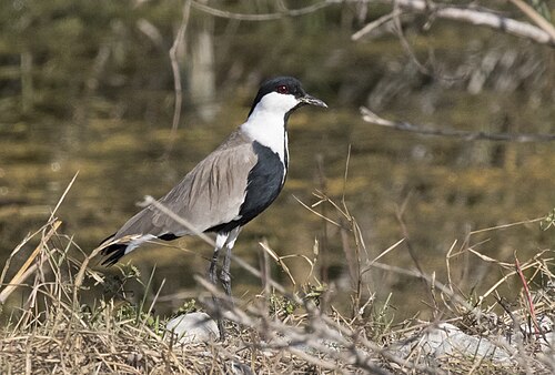 Spur-Winged Lapwing (Vanellus spinosus)