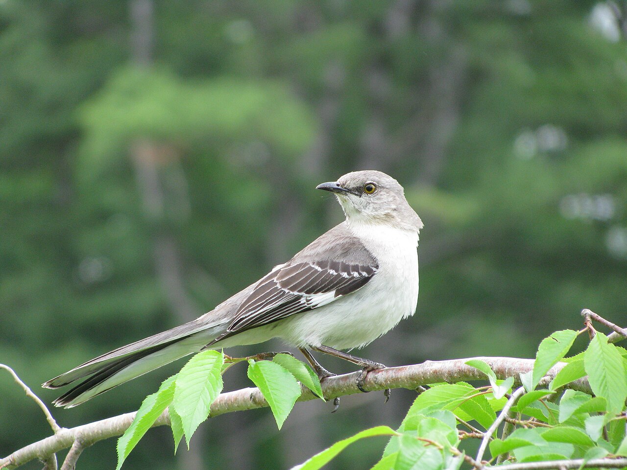 Sinsonte norteño (Mimus polyglottos)