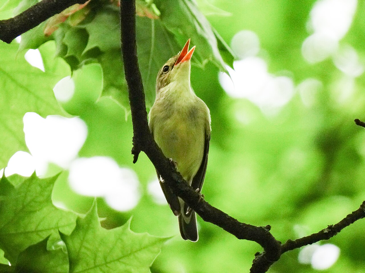 Icterine Warbler (Hippolais icterina)