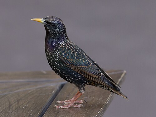 Common Starling (Sturnus vulgaris)