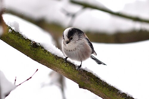 Long-Tailed Tit (Aegithalos caudatus)