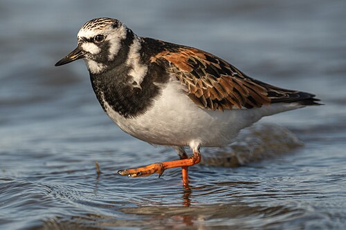 Ruddy Turnstone (Arenaria interpres)