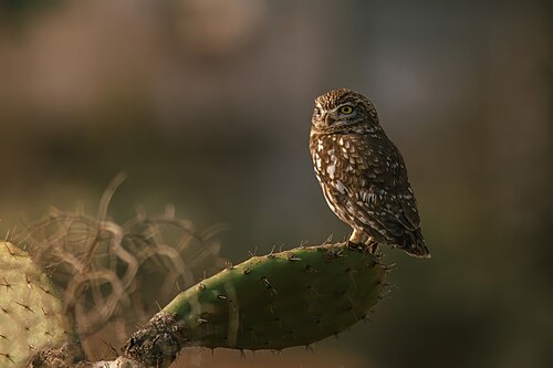 Little Owl (Athene noctua)