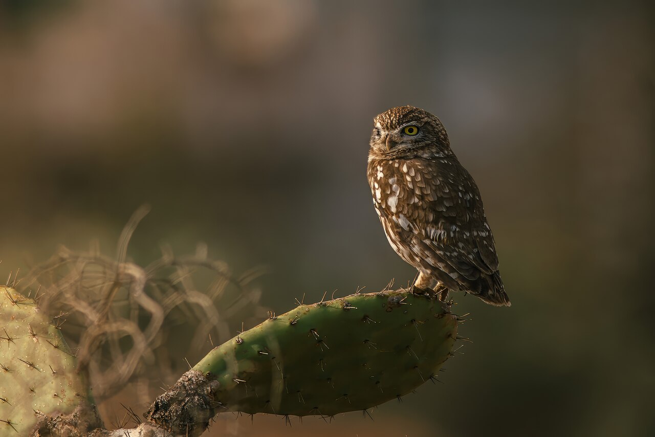 Little Owl (Athene noctua)