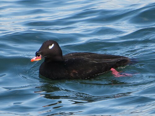 Stejneger's Scoter (Melanitta stejnegeri)