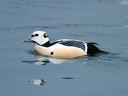 Steller's Eider (Polysticta stelleri)