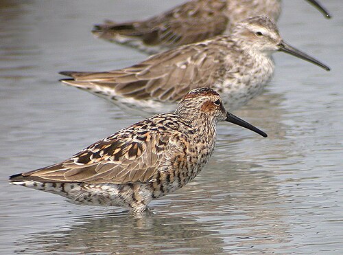 Stilt Sandpiper (Calidris himantopus)