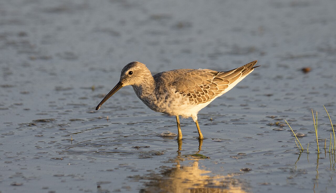 Stilt Sandpiper (Calidris himantopus)