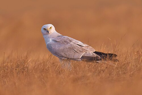 Pallid Harrier (Circus macrourus)