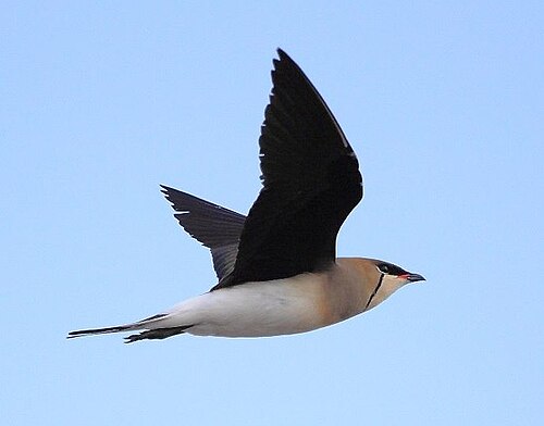 Black-Winged Pratincole (Glareola nordmanni)